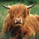 왕비소머리보양식 이미지