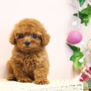 행복한 강아지 이미지