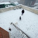 몽글몽글 애견유치원 이미지