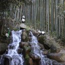 대나무 | 담양 죽녹원 솔직 후기｜대나무 숲에서 제대로 힐링한 하루