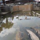 귀산 | 벳푸 지옥온천 순례 악어지옥 (귀산지옥 / 오니야마 지고쿠) 후기