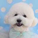 몽몽바블펫# 이미지