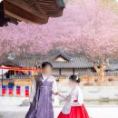 새싹마을마당 | 경원재 결혼식 본식스냅 후기 | 경원재 전통혼례 사진촬영 | 인천전통혼례업체 | 경원재바이워커힐 웨딩...