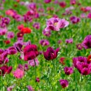 용수골꽃양귀비축제 이미지