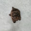 몽냥몽냥 강아지분양 은평점 이미지