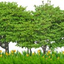 벨루스 헤어 이미지