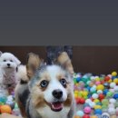 하울 애견 유치원 이미지