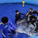 고래안마시술소 이미지