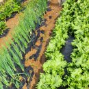 예나농장 이미지