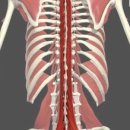 허리디스크 예후를 보여주는 중요한 근육인 다열근의 fat infiltration 이미지