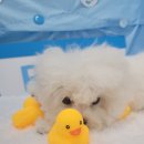 도리앤펫 이미지