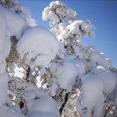 ☞예약마감☜1/20일,,수도산(1,317m)김천,,사방이 확트인 1,000m대의 능선길이어서 백두대간을 오롯이 감상하는 오지마을 5~6시간 환상의 심설산행 이미지