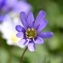 ANEMONE(아네모네) 이미지