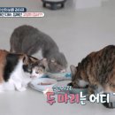 자애헤어라인