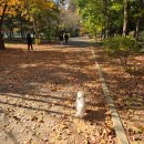 펫지살롱 이미지