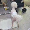 [조규만외과동물병원 슬개골 수술 후기] 비숑 장군이 슬개골 수술 4~7일차 회복일기