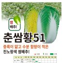 가을 알배기배추랑 빨강소형무 공구요..(마감) 이미지