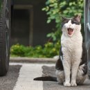 행복한고양이 이미지