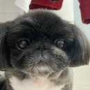 멍동이네 | 익산 강아지 미용 : 동산동 멍동이네 애견미용 추천