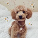 위러브펫