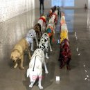 oh my dog(오마이독) 이미지