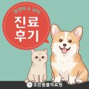 늘조은동물병원 | 마리오(치와와/11살)의 진료 후기_대구 수성구 조은동물의료원