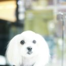 판교종합 동물병원 이미지