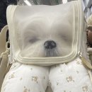 댕고밥상 네이버블로그