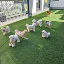 우동펫(우리동네 펫 서비스) 네이버블로그