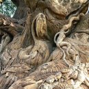 자라는나무 이미지