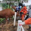 충남 부여 침수된 축사에서 구조되는 소들.gif 이미지