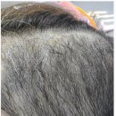 블랭크smp 이미지