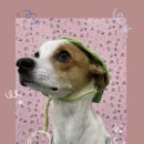 안녕 똑독아 이미지