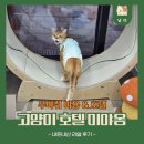 나비야호텔 | 내돈내산 고양이 호텔 이용 후기_노원/도봉/수유 무마취 미용 호텔 미야옹