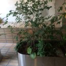 약초원한약국 이미지