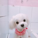 살롱드 꽃개 이미지
