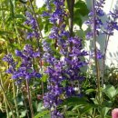 블루세이지 이미지