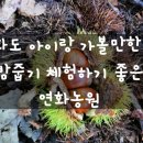 강화도 아이랑 가볼만한 곳 밤줍기 체험과 고구마캐기 체험 신나게 하고온 연화농원