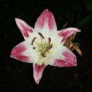 백합펜션 이미지