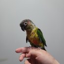 오도도 노리 이미지