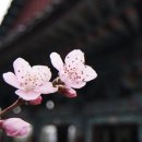 [불교명구 100선]2. 인정人情 / 서장, 대혜 종고 선사 이미지
