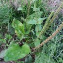 질경이농장2 이미지