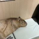 모두카피 | 칭다오 카비파라카페 <칭다오카피파크> 후기 - 고덕지도, 영업시간, 가격