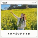 수성당 | 부안여행 변산 가볼만한곳 수성당 유채꽃 재방문 후기