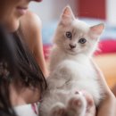 검은고양이 이미지