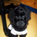 하우스독 이미지