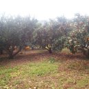 미류네 농장 이미지