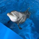 돌고래 이미지