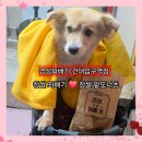 경성찹쌀꽈배기(수서점) | 건대입구역 길거리 간식 경성꽈배기 오픈 찹쌀꽈배기 팥도너츠 후기(가격·칼로리)