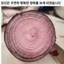 [공지] 은비쓰 일상 4월 2탄 💟 (feat. 3대 떡볶이 맛집 양지떡볶이 vs 이가네떡볶이)